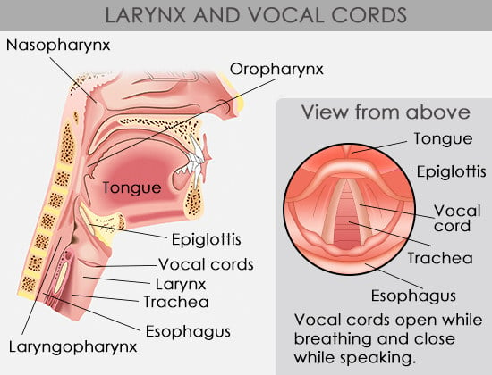 picture of vocal folds