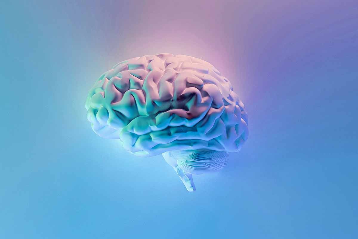 3d render of a human brain